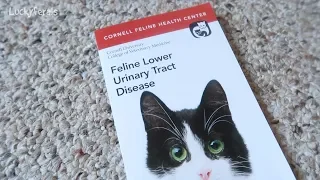 Decoding FLUTD - Feline Lower Urinary Tract Disease