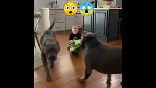 Pitbull Riding Kids 😲🔥🔥 Kids Reaction with Pitbull dog, Playing with pitbull #pitbull #shorts #kids