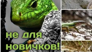 Группа не для новичков. Настоящие ящерицы.