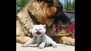 😺 I’ll bite for my friend’s sake! 🐕 Funny video with dogs, cats and kittens! 😸