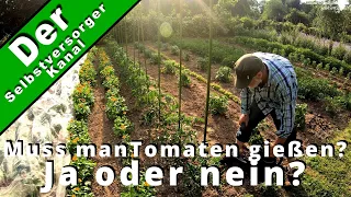 Muss man Tomaten gießen, Ja oder nein?