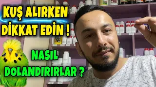 SİZİ NASIL DOLANDIRIYORLAR ? KUŞ ALIRKEN DİKKAT EDİN ! l MUHABBET KUŞU