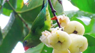 Small parrot eating water apple / wax apple / Rose apple / jambu fruit