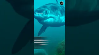 WHAT IF THE MEGALODON MET THE LARGEST SNAKE EVER?