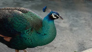 孔雀 頑皮世界動物園