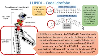 I LIPIDI