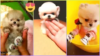 😍 Mini Pomeranian -😍 Funny and Cute Pomeranian Videos #55 - Cute Puppies | Tik Tok chó phốc só