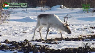 The great migration begins. Putorana plateau reindeer / Rangifer tarandus / Северный олень