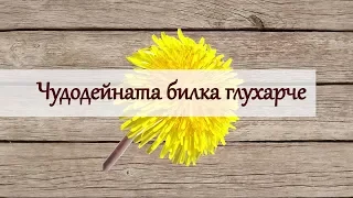 Чудодейната билка Глухарче