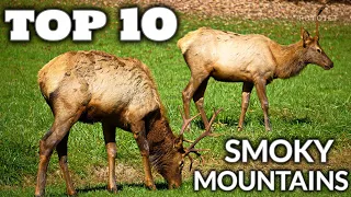 Smoky Mountains - Top 10 Best Things to Do!