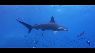 Galapagos Liveaboard Aqua Scuba Diving 2021 4K