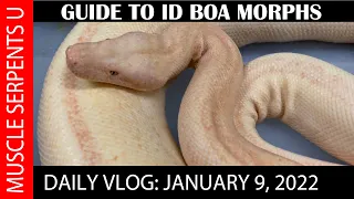 BOA MORPHS EXPLAINED!  1-9-21 PART 1