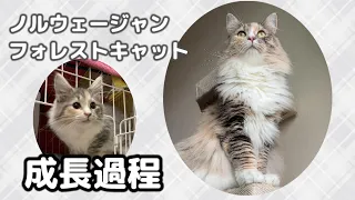 [Japanese cat video] Growing up from a fluffy cute kitten to a cute cat