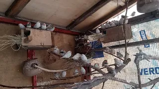 Finches Breeding Colony Natural Avairy  all mutations birds