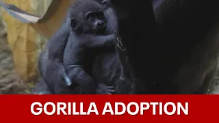 Baby gorilla from Fort Worth doing well in Ohio