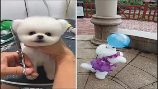 Cute Puppy Playing With Balloon | Puppy Shape tedybear😍Awe Puppies | Puppy Fun | Wow Pet#06