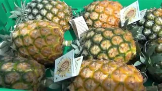 ESTUFAS DE ANANAS  SAO MIGUEL