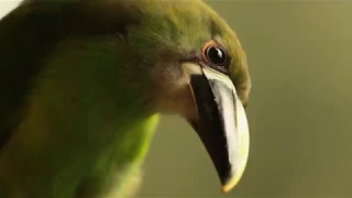 Inventario de aves: clase de las aves - Área Silvestre - Temporada 2018 Capítulo 25