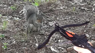 Hunting Squirrels with a Mini Crossbow