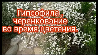 ГИПСОФИЛА В ЦВЕТУ . МОЙ ЭКСПЕРИМЕНТ ЧЕРЕНКОВАНИЯ ГИПСОФИЛЫ.