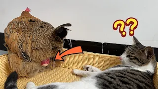 😅Weird hen shows cat how to lay eggs!How did the funny cat react?Funny Animal.Cute Pets.interesting