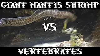 Giant Spearing Mantis Shrimp Vs Many