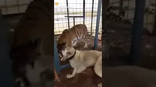 Kangal VS Tiger Accross the Cage