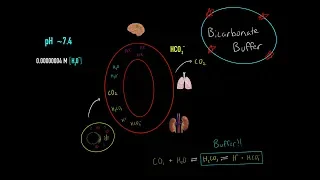 Bicarbonate Buffer System, Respiratory & Kidney Buffer System Maintaining Blood pH MCAT