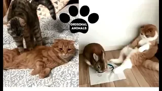 Original Animals #15. CUTE AND FUNNY ANIMALS VIDEO/ МИЛЫЕ И СМЕШНЫЕ ЖИВОТНЫЕ.