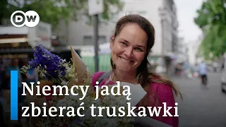 Czy Niemcy pojadą do Polski zbierać truskawki?