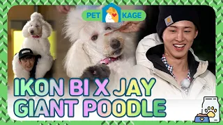 IKON BI X JAY X Seo In Guk ❤ Giant Poodle 🐩