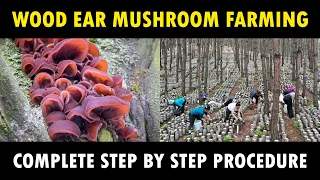 Edible Jelly Mushroom Farming | Wood Ear Mushroom Cultivation | Black Fungus Mushroom Farming