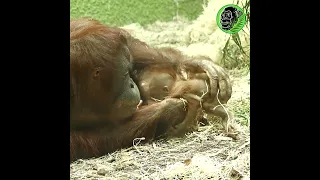 New Mother Orangutan Learns To Care For 1st Baby #shorts