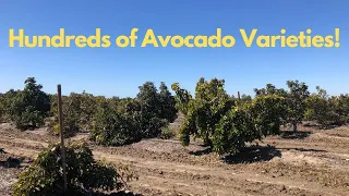 A Massive Collection of Avocado Trees!