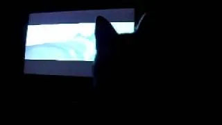 SIBERIAN HUSKY watching EIGHT BELOW at the CINEMA