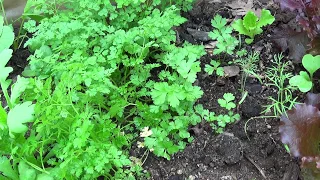 CHERVIL. Spicy herbs against GOUT.