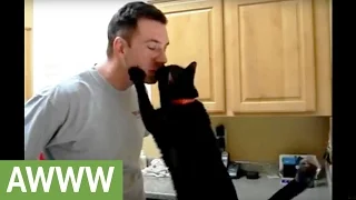 Bigfoot the cat gives kisses for treats