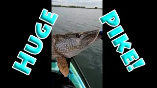 Trophy Pike on the Savage Gear Line Thru Pike #shorts #pike #trophy