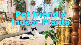 Pet friendly Indoor Plants | House plants that are safe for cats & Dogs