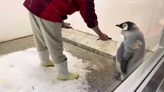 Chasing with the keeper, baby penguins don't want to eat fish.