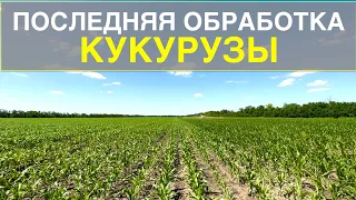 Это последняя обработка кукурузы. Листовая подкормка