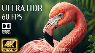 4K HDR 60fps Dolby Vision with Animal Sounds & Peaceful Music (Colorfully Dynamic) #7