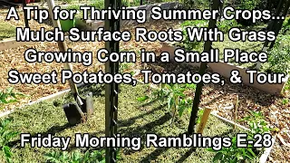 My Secret for Thriving Summer Crops - Corn, Sweet Potatoes, Tomatoes: My FM Garden Ramblings  E-28