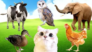 Family Animal Sound - cat, cow, dog, hen, chicken, rabbit, elephant, giraffe, Animal sound