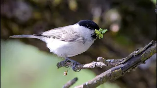 Черноголовые гаички выкармливают птенцов. Parus palustris. Птицы Беларуси.