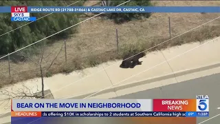 Bear sprints through Castaic neighborhood