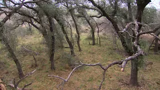 Whitetail Buck Fights