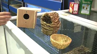 How to Build Nest Boxes for Budgies