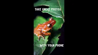 Wildlife photography with the Sony Xperia Pro-I