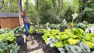 Shopping My Own Garden: Planting Looking Glass Brunnera From My Dump Bed, Dividing Hellebore!